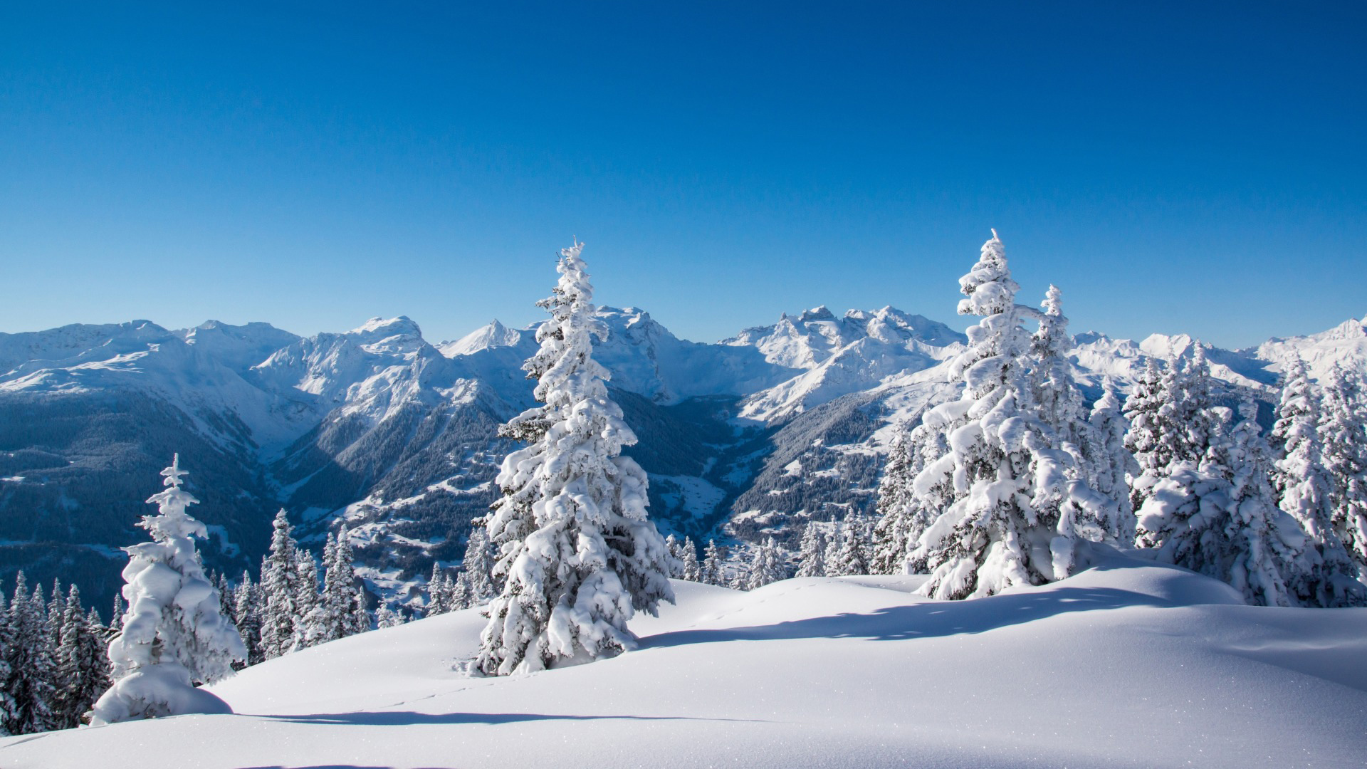 冬日雪山云杉风景电脑壁纸