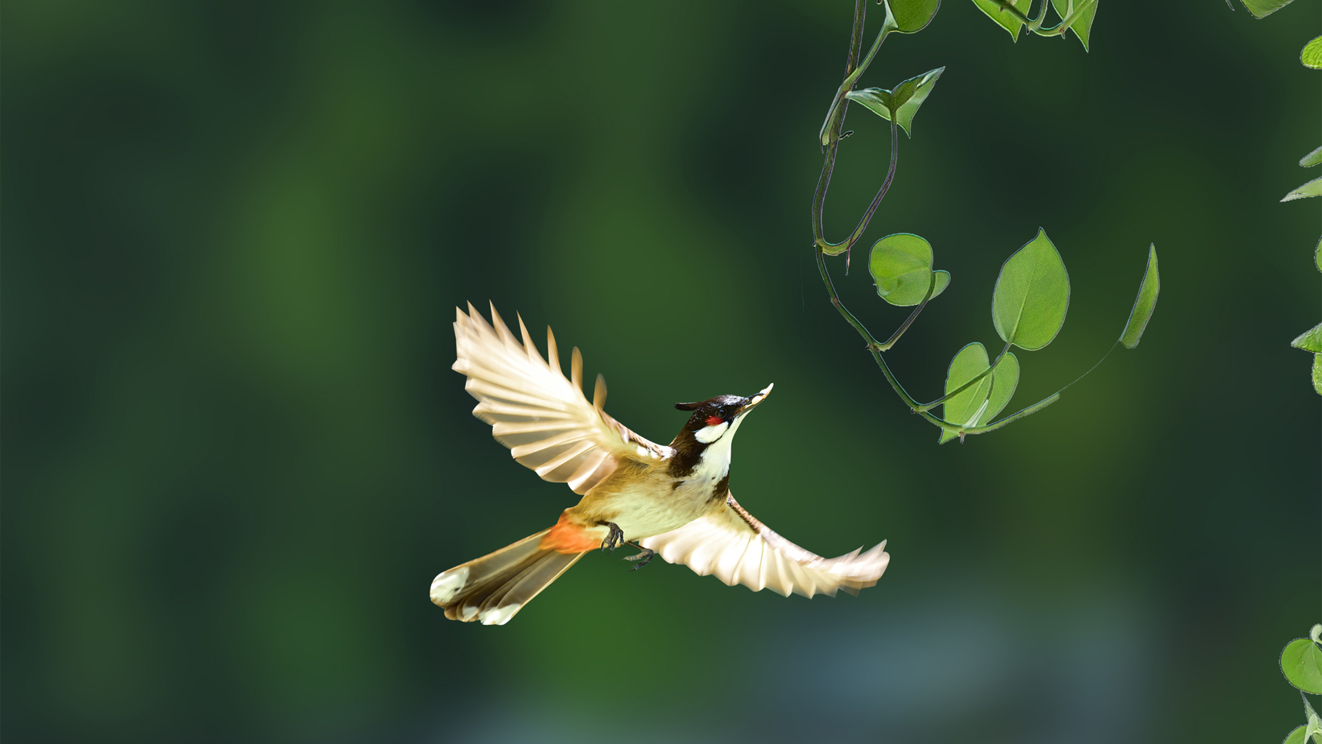 春日氛围感拉满！带鸟儿绿植的高清动物壁纸合集