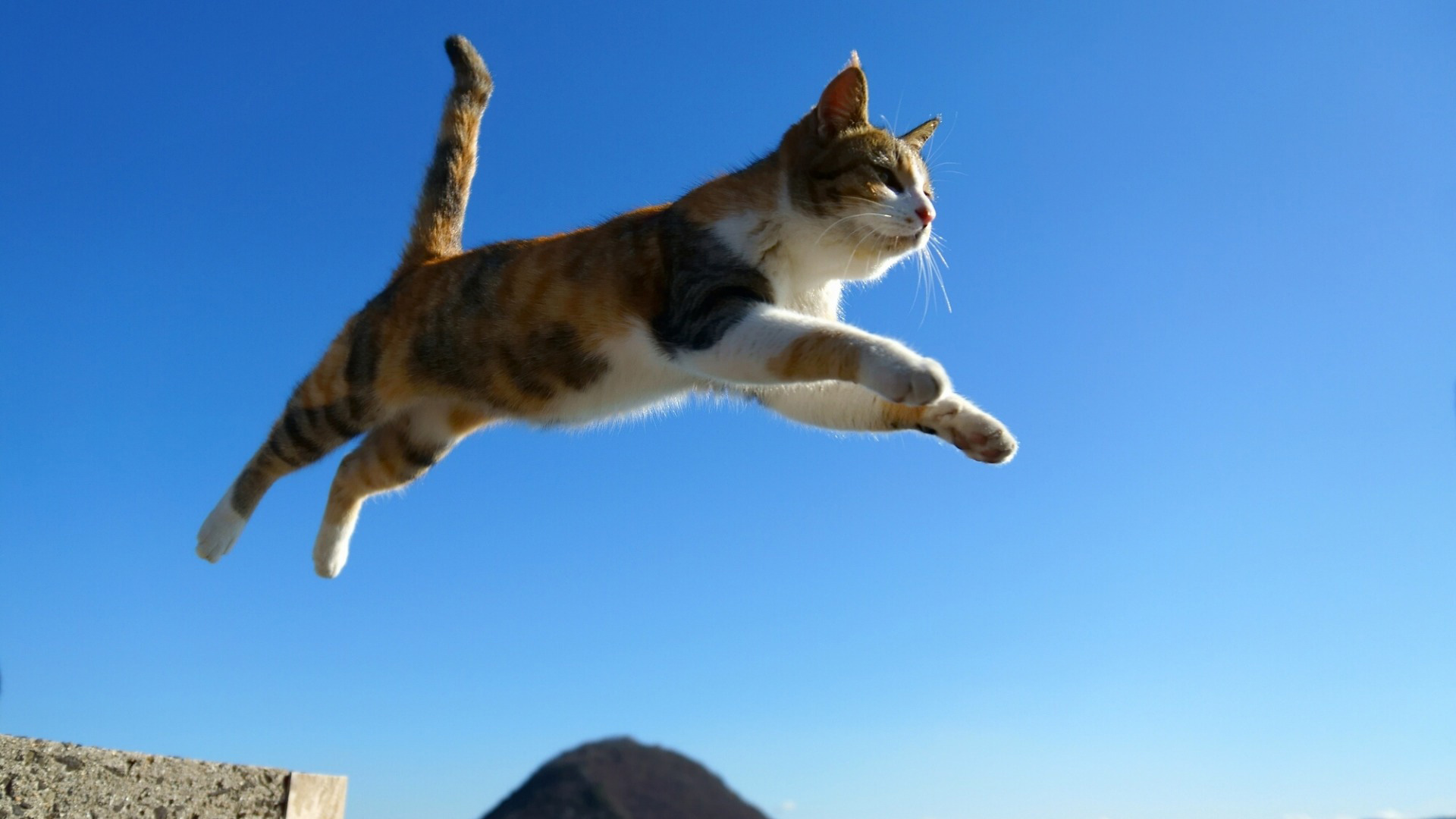 超治愈！猫咪跃动天空的电脑桌面壁纸来了