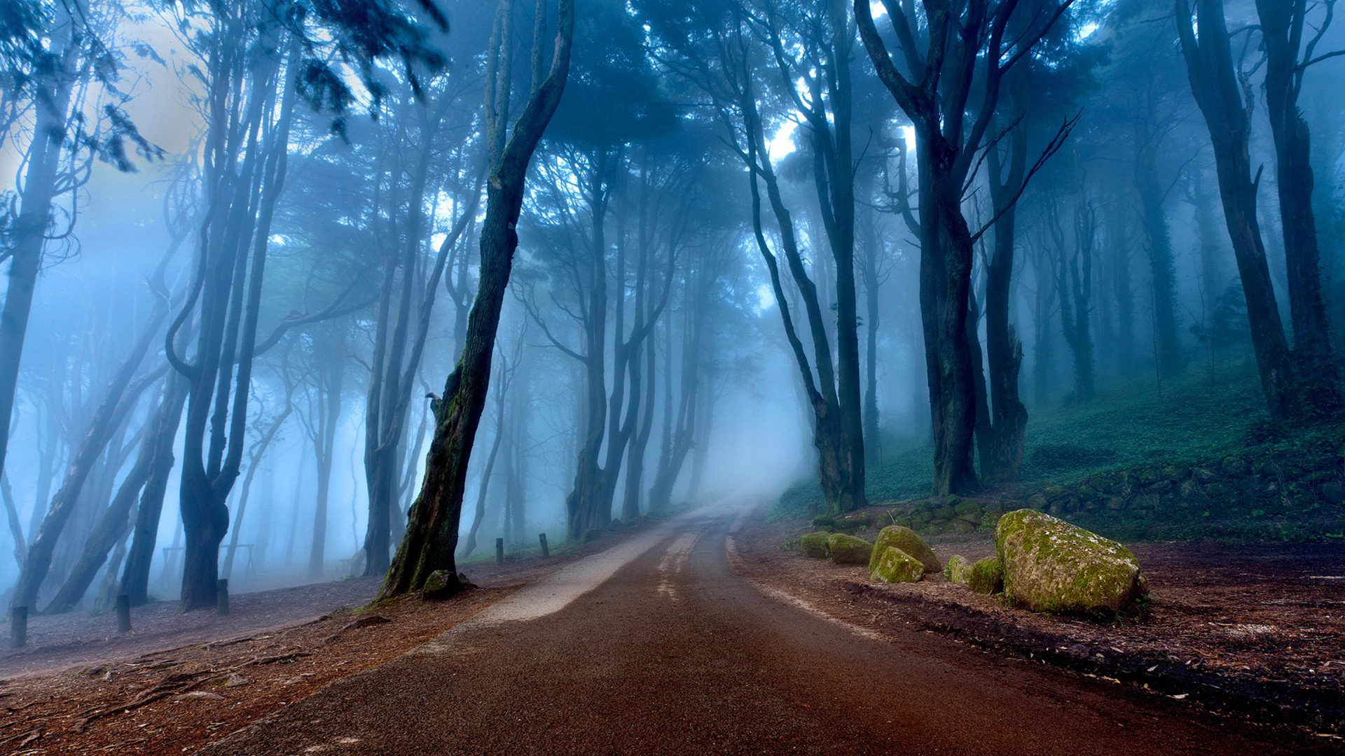 带雾气的蓝色森林公路斜坡风景电脑壁纸
