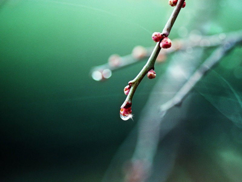 梅枝主题高清电脑桌面壁纸合集