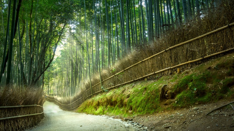 微软主题竹林小路阳光风景壁纸上线，多款高清尺寸可选
