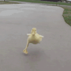 聊天斗图不用愁！这套实用动图表情包直接用