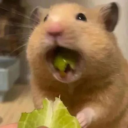 聊天斗图没文字？这款无字表情包合集超好用