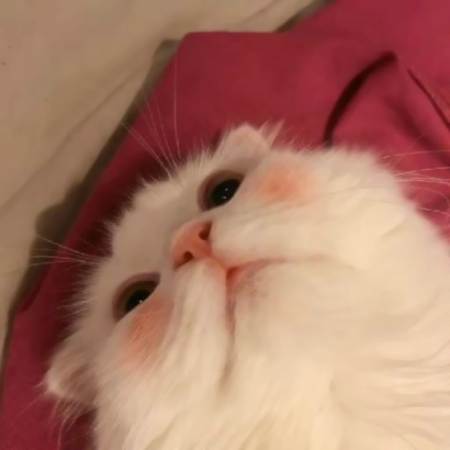 32组超萌宠物情侣头像！左右配对高清可爱款