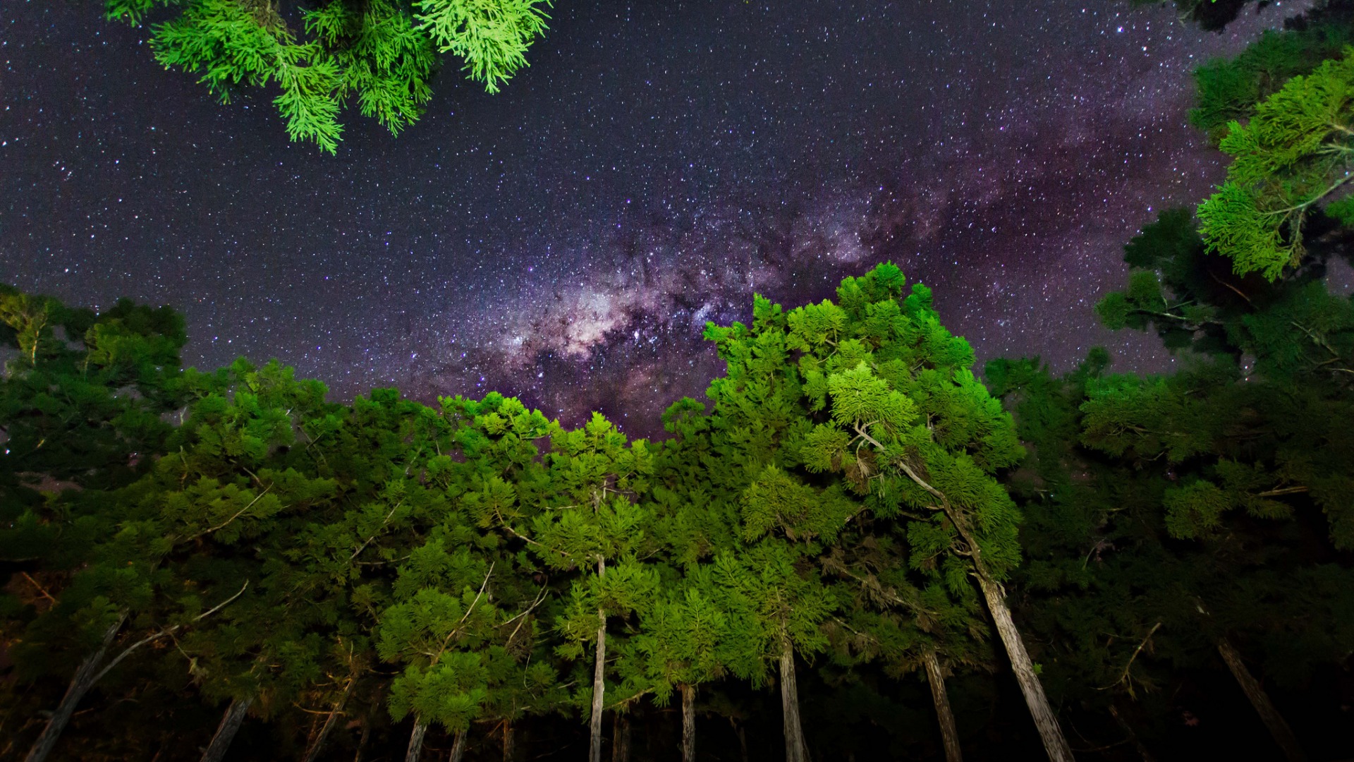 夜晚星空树木自然风景 多款尺寸电脑桌面壁纸