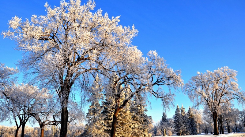 冬季公园雪后公路风景 超适合当电脑桌面的动漫风壁纸