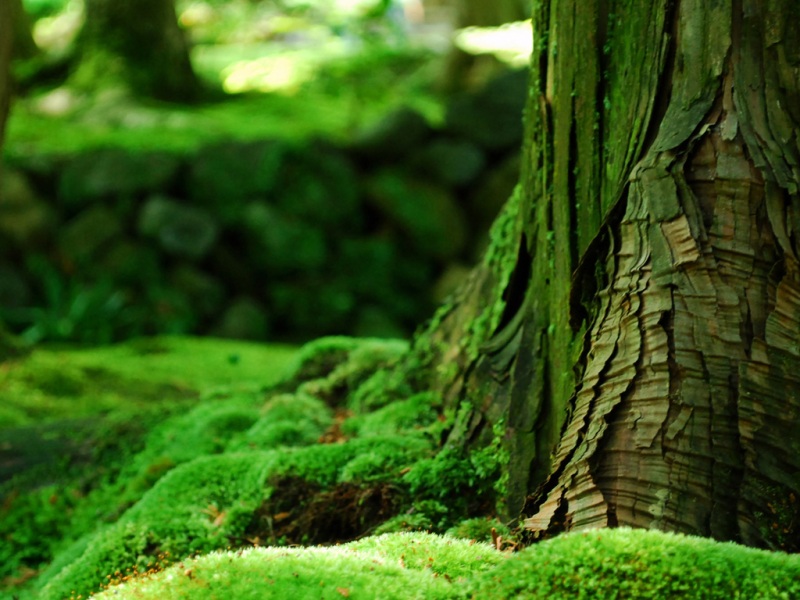 绿树林苔藓高清电脑壁纸来了 多款尺寸可选