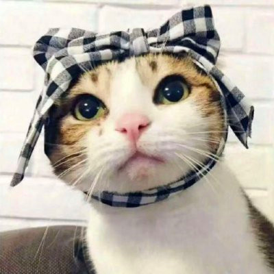 猫咪情侣头像来啦！28组高清可爱款一对两张