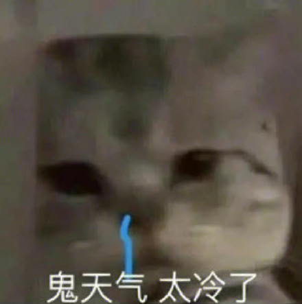 猫咪哭泣流泪猫猫头表情包合集来啦