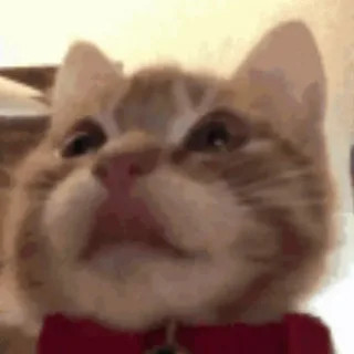 歪嘴猫猫表情包合集来啦