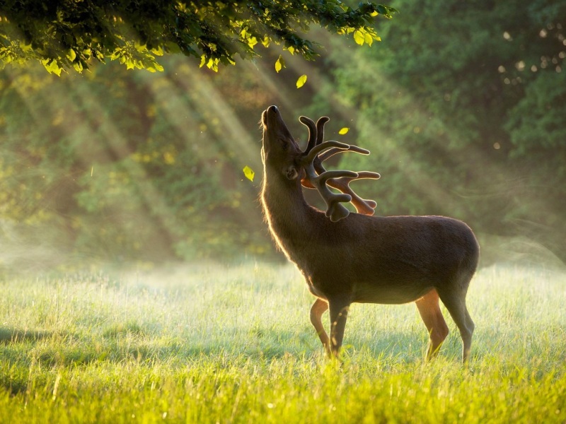 黎明林间鹿影！这套阳光绿色系动物壁纸太治愈了