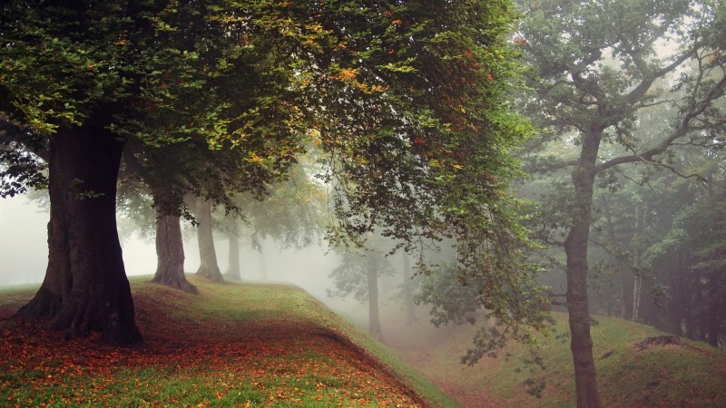 秋日公园森林壁纸合集 适配多尺寸电脑桌面