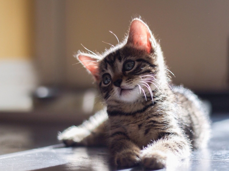 软乎乎的对视！超治愈可爱小猫壁纸分享