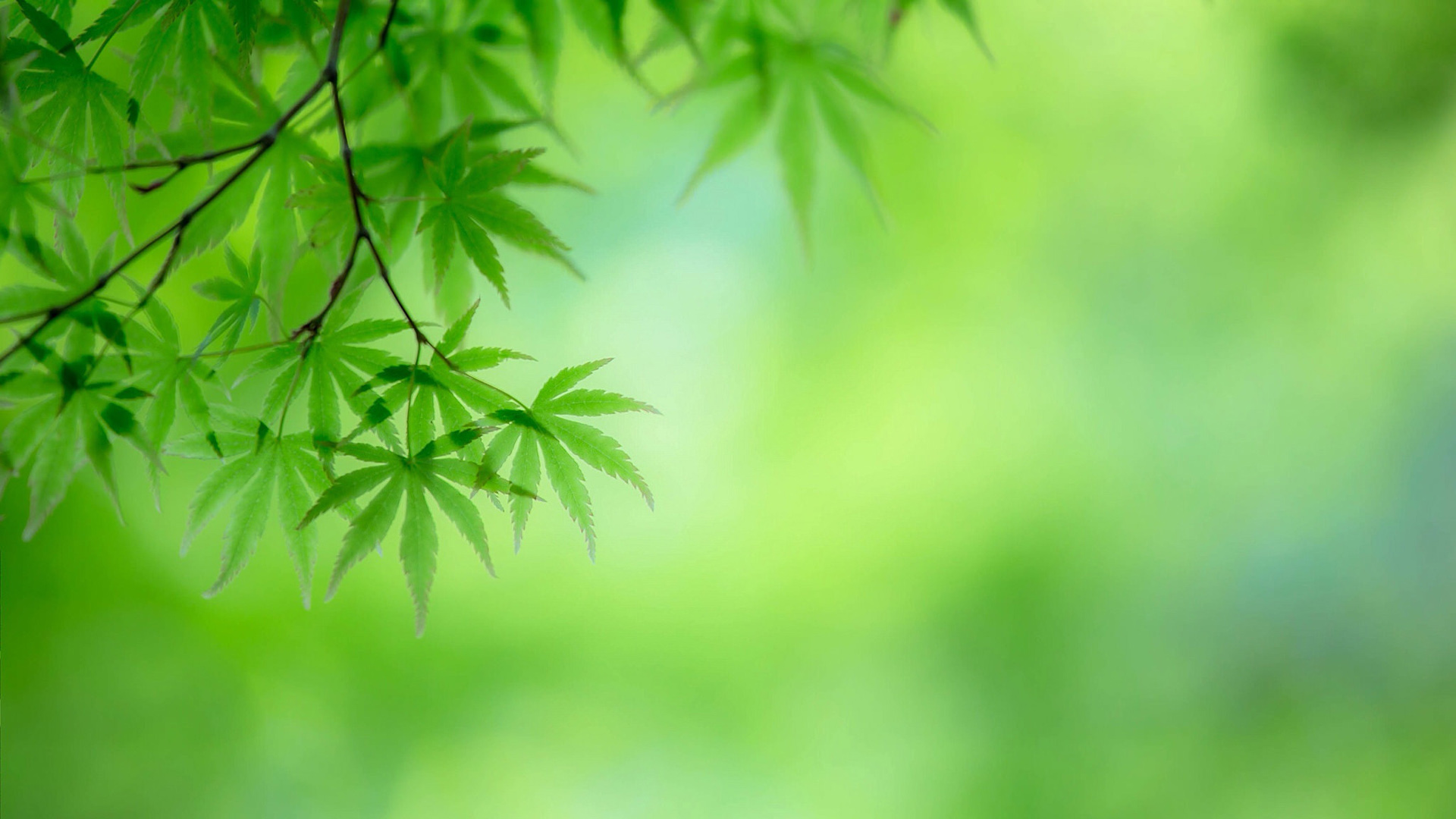 树叶树枝绿色护眼电脑壁纸 清新自然风桌面背景