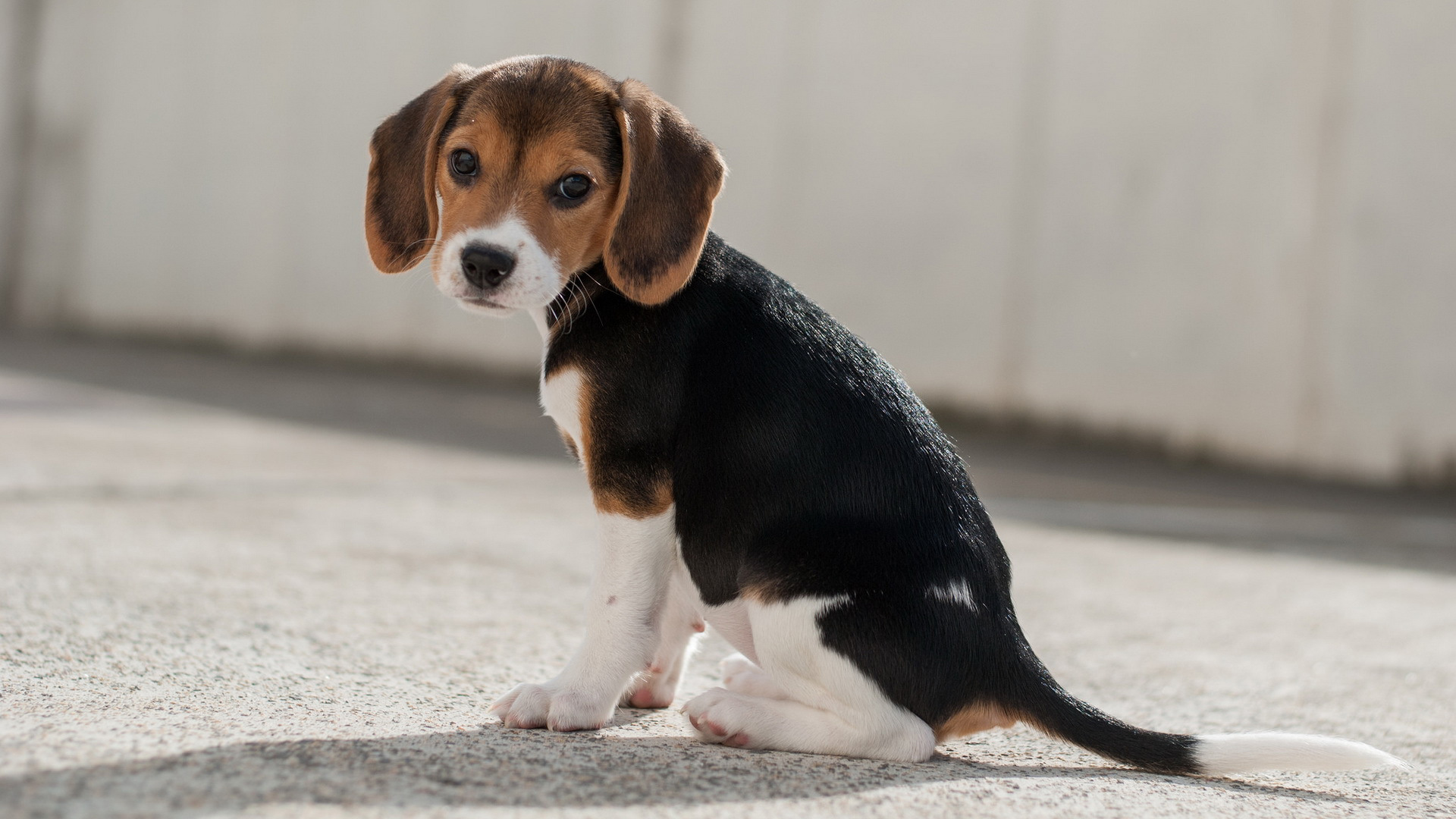 软萌小猎犬！这款电脑动漫壁纸太治愈了