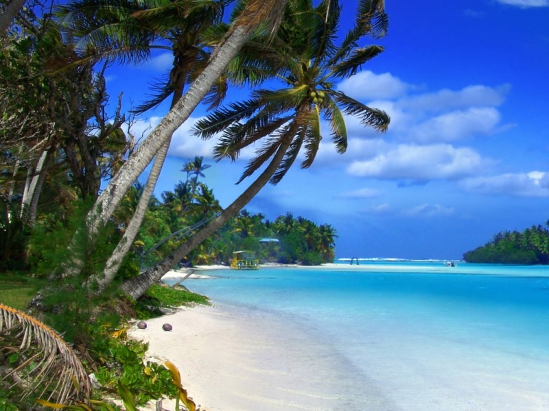夏日海滨风光壁纸！热带棕榈树搭配大海沙滩的治愈桌面背景