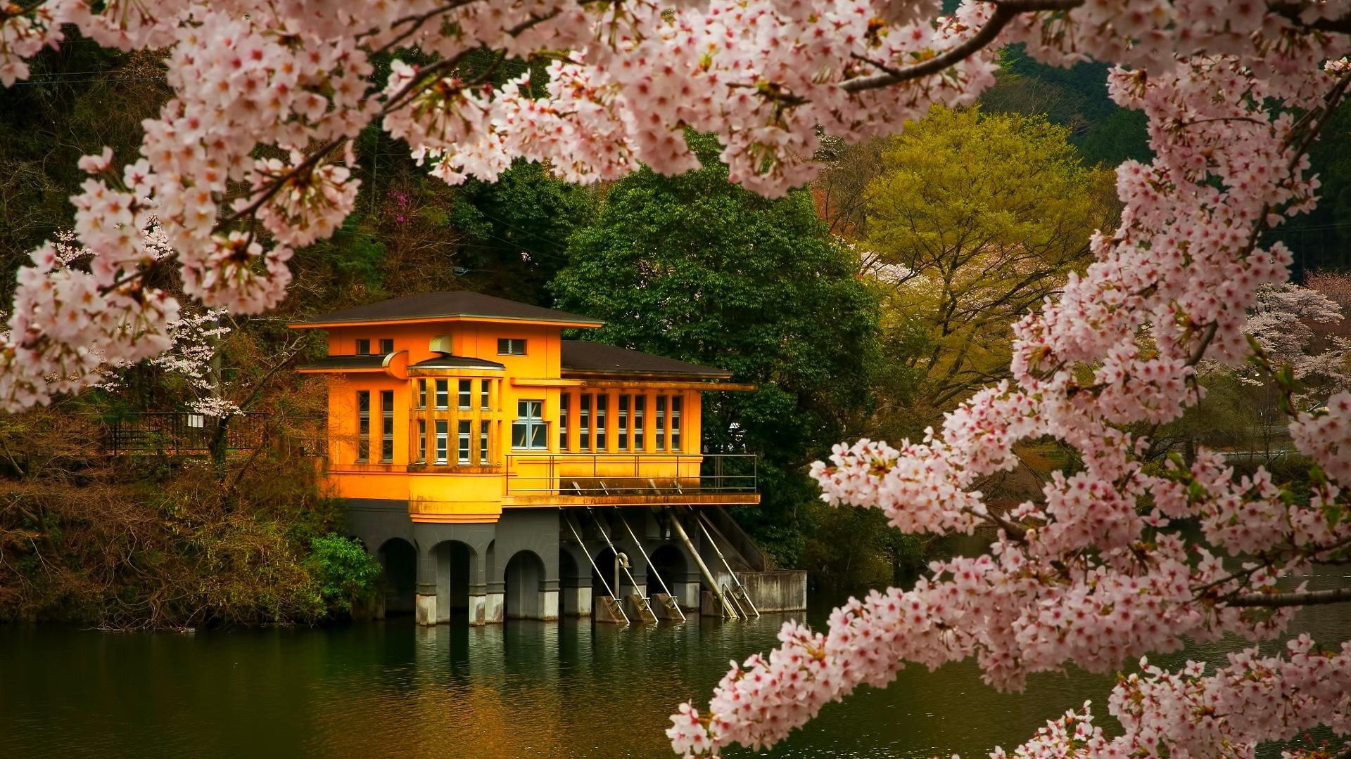 樱花风景高清电脑动漫壁纸 多款尺寸可选