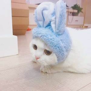 超萌猫系情侣头像！一左一右不带人高清图共14张