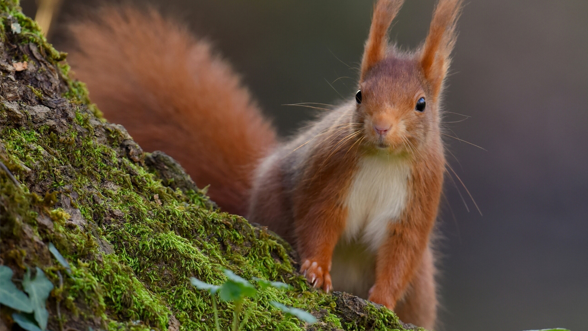 带有趣表情的可爱小松鼠！苔藓树背景的电脑桌面壁纸来了