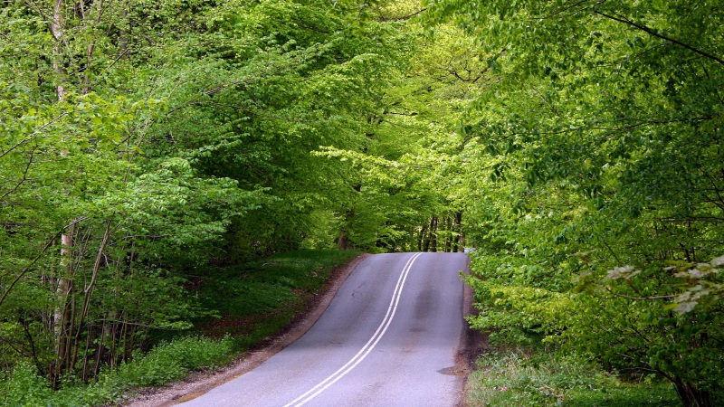 森林公路绿植风景电脑动漫壁纸推荐