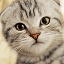 妹子斗图必备！这套软萌小动物表情包赶紧收好