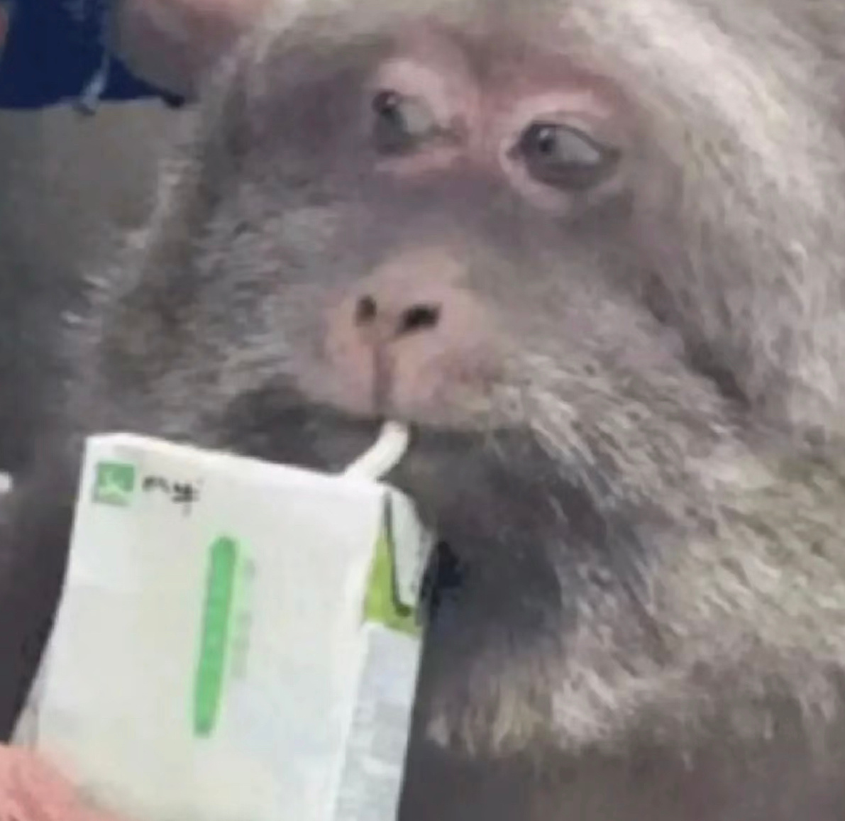 聊天斗图必备！无字表情包合集来啦