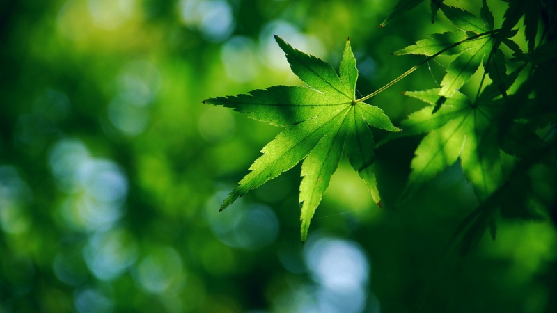 护眼又治愈！这款绿色枫叶电脑壁纸快码住