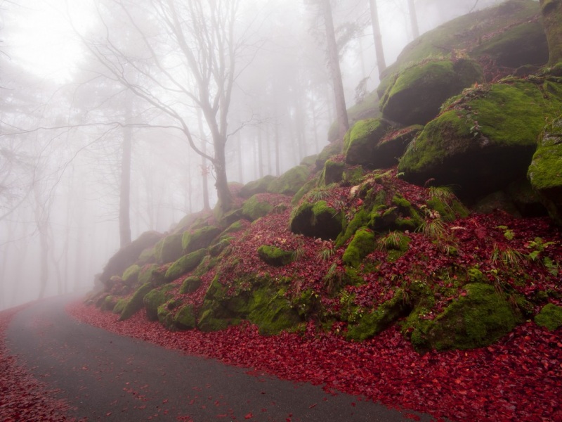 秋日雾中红枫道路 适配电脑的自然风景壁纸