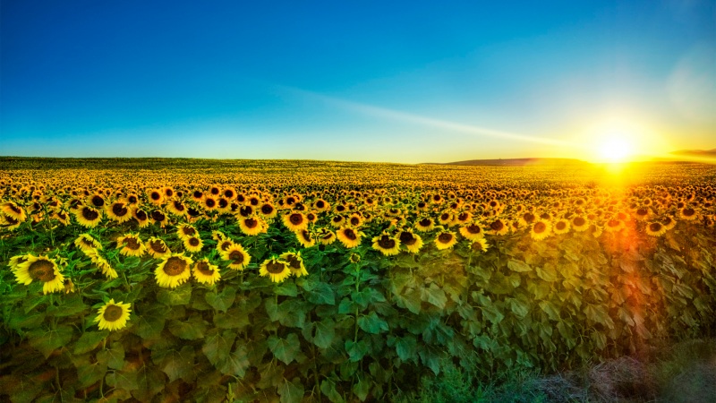 向日葵唯美摄影高清风景壁纸分享