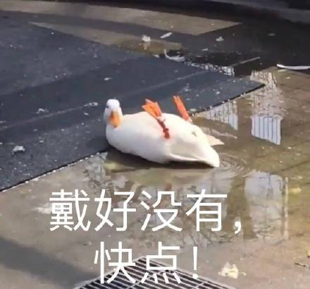 5月8日斗图表情包合集整理