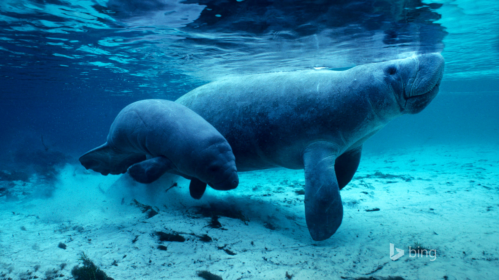 超治愈海洋海牛电脑壁纸 高清动物桌面图分享