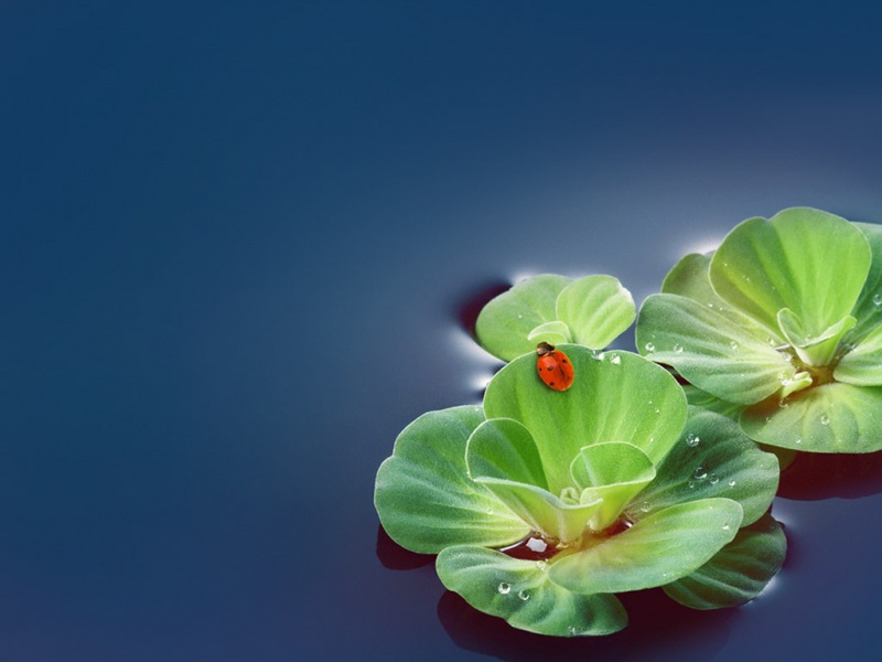 出水莲高清桌面壁纸来啦