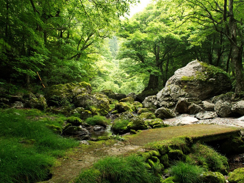 森林小溪岩石自然风景高清壁纸合集