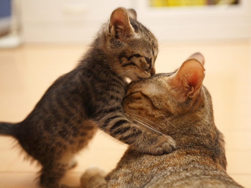 小猫贴贴贴！这组母子猫咪壁纸暖到心坎里啦
