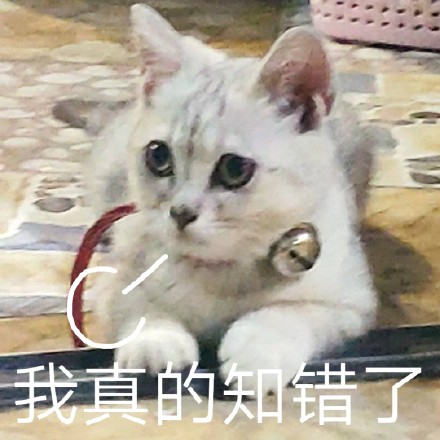 猫咪喵星人斗图表情包合集来啦