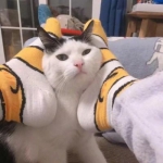 猫咪情侣头像合集！10组搞怪可爱的一对两张高清图