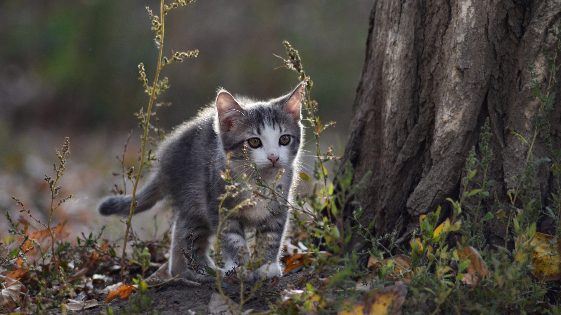森林里探险的小奶猫！这套可爱壁纸太治愈了