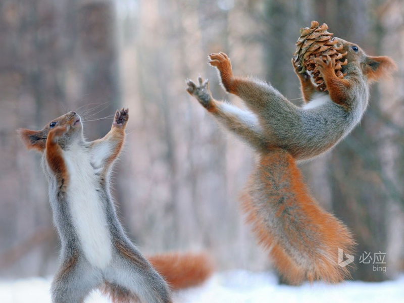 森林里的红松鼠和松果 这款电脑壁纸太治愈了