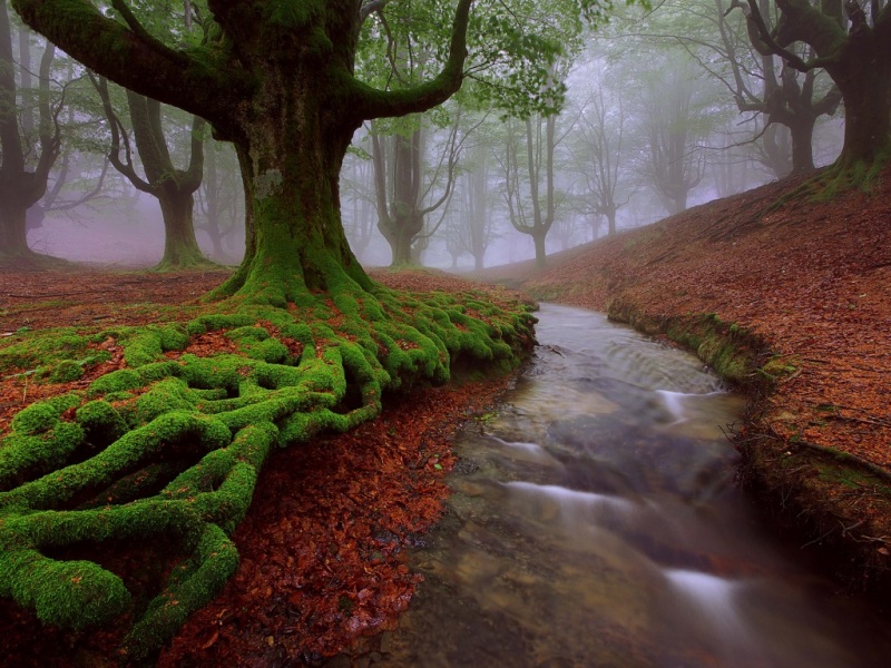 这款森林苔藓河流风景壁纸 适配多款电脑屏幕尺寸