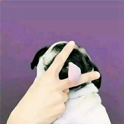 猫狗搞怪情侣头像来啦！10张可爱一对两张的动物头像合集