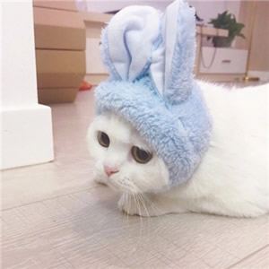 软萌拉满！12组猫狗情侣头像 一对两张超治愈