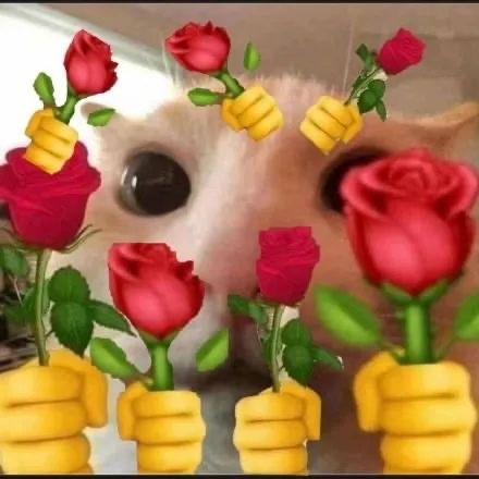 猫咪举花花表情包合集来啦