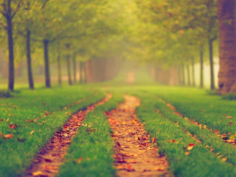 秋日林间小路绝美壁纸分享