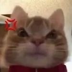 超火歪嘴小猫表情包合集，斗图必备