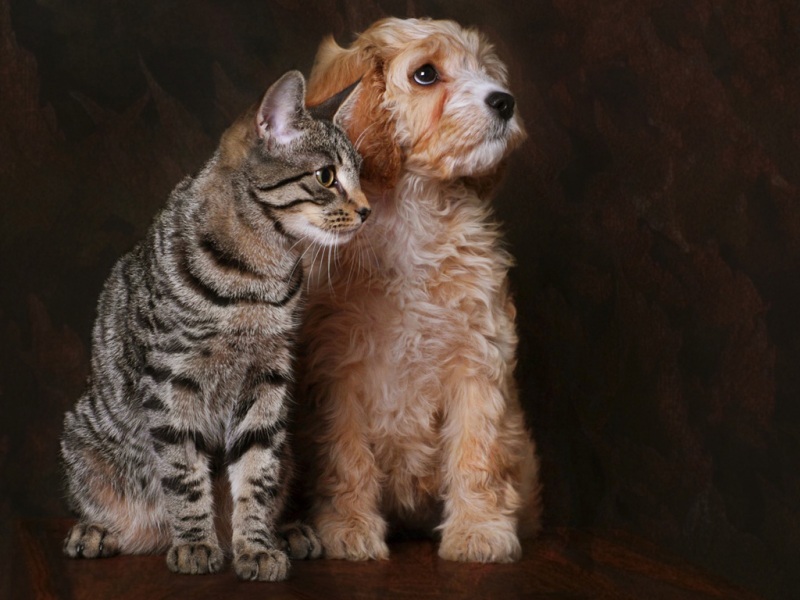 猫狗朋友主题电脑桌面壁纸推荐 高清动物壁纸可选多尺寸