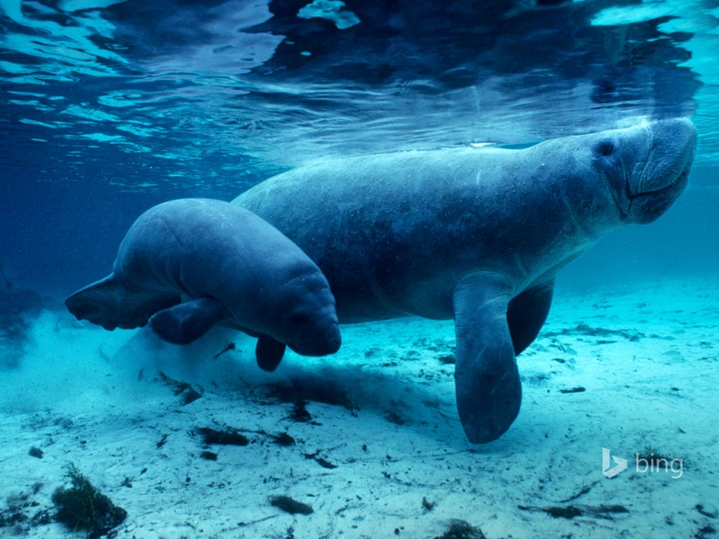 超治愈海洋海牛电脑壁纸 高清动物桌面图分享