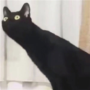 超萌猫咪情侣头像！一左一右超适配的一对两张头像合集来啦
