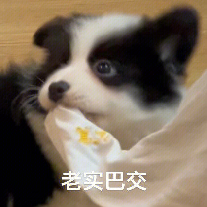 聊天斗图必备！超全小狗表情包合集来了