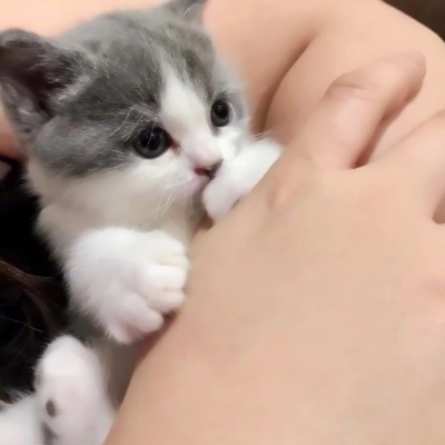 超萌两只猫咪情侣头像！24张高清可爱款直接存